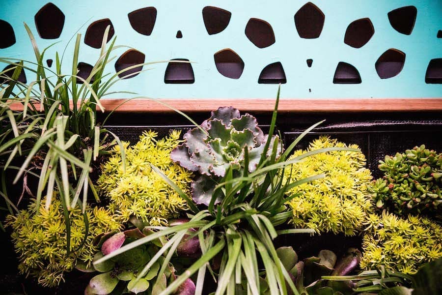 Max and Karstan vertical garden