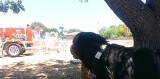 Foreman Arnie