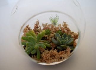 Close up of terrarium