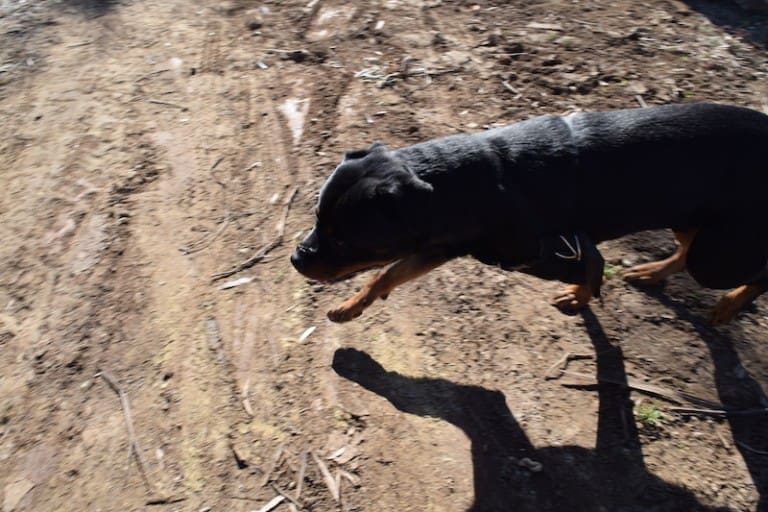 Arnie running around site