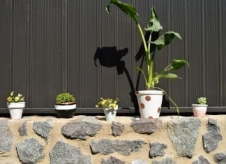 Painted pot plants