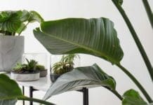 Botanica