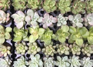 Succulents