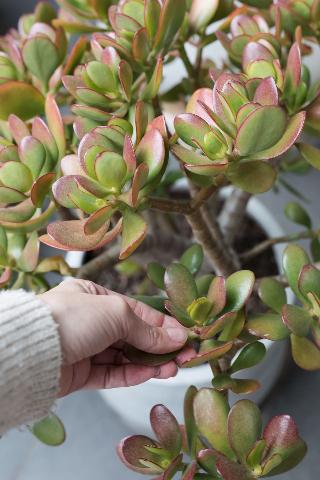 Grow succulents from leaf cuttings