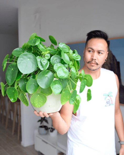 Pilea peperomiodes