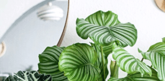 Prayer plant