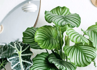 Prayer plant