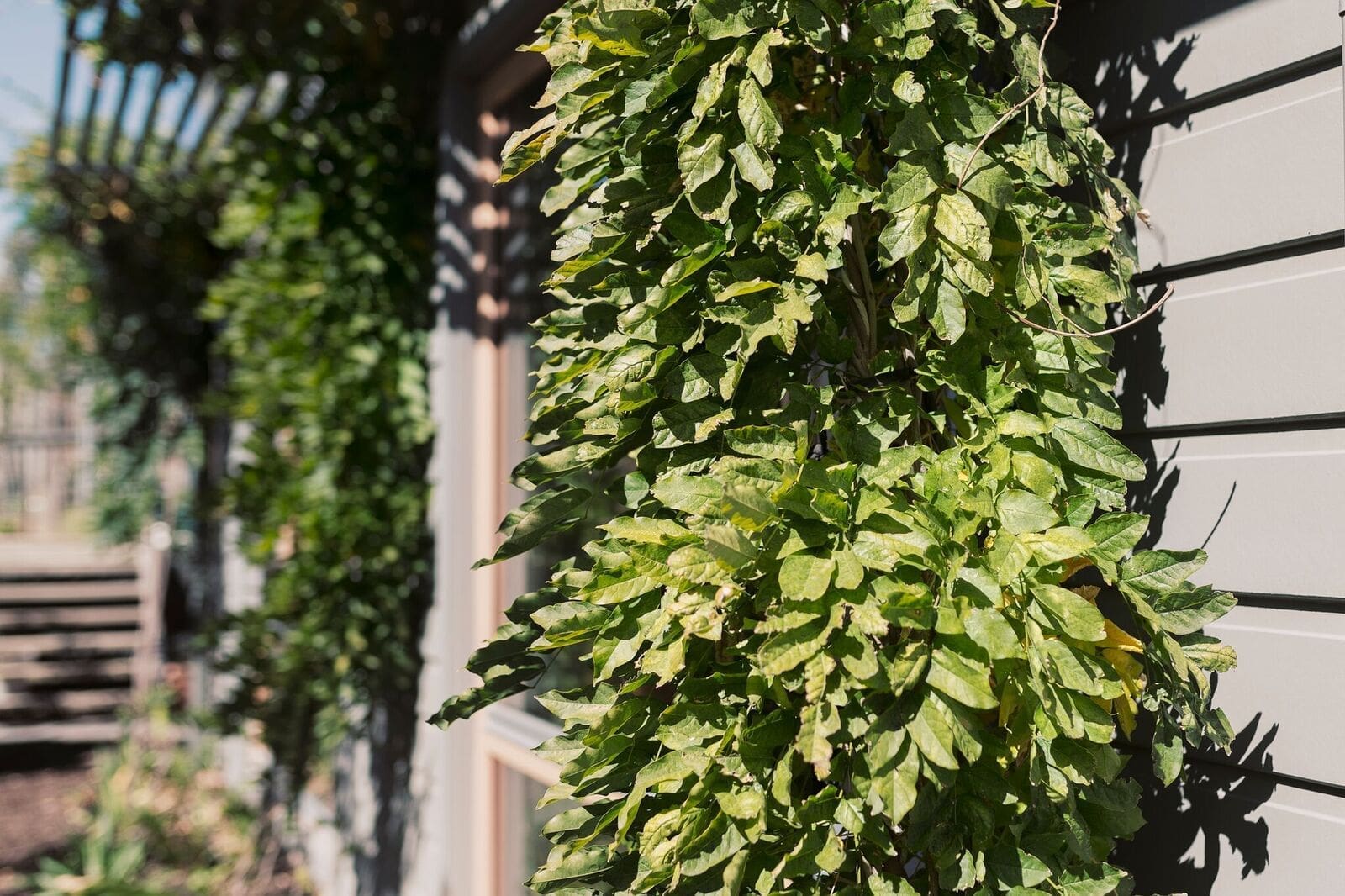 Plants growing up a structure against the house 