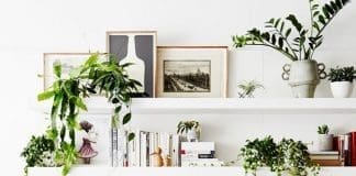 Feng Shui plants