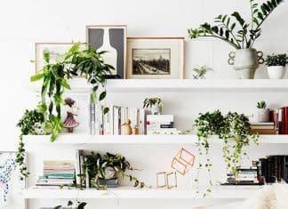 Feng Shui plants