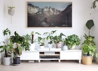 Plant family
