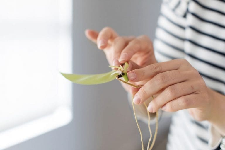 Pothos plant cutting