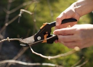Prune plants