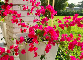 Bougainvilleas_fromthefloridaroom