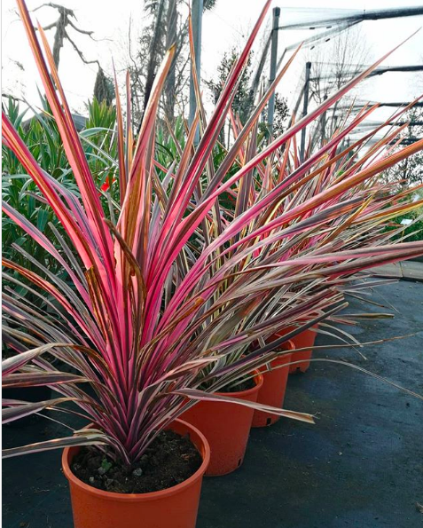 Cordyline_ideaverdebassano