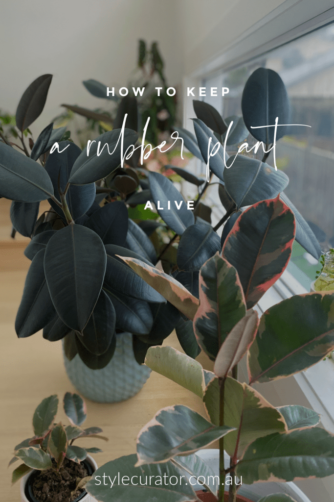 Keep a rubber plant alive