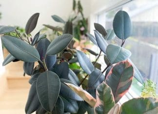 Rubber plant feature