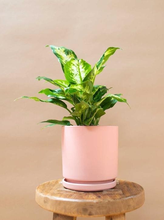 Dumb cane leopard lily in pink pot