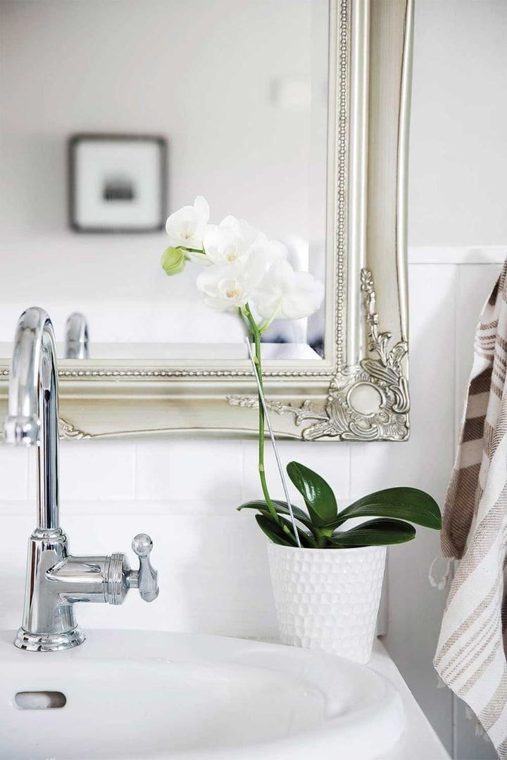 White moth orchid in bathroom