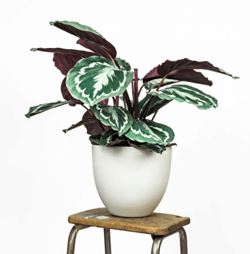 Calathea Medallion