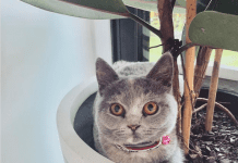 Cat in pot plant