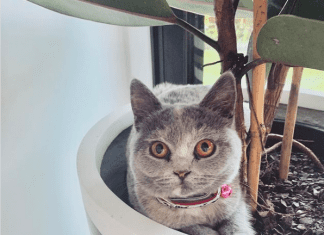 Cat in pot plant