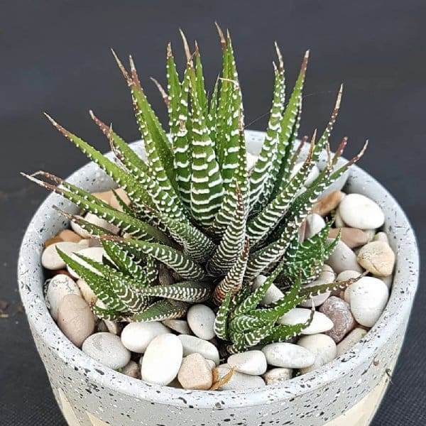 haworthia_zebra_plant