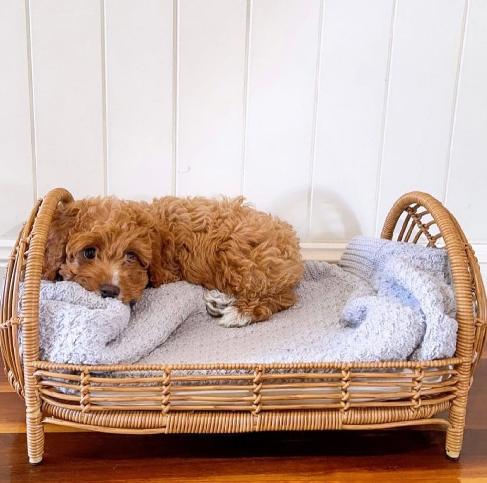 Puppy in Kmart dolls bed