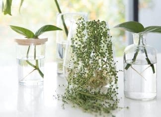 Plants you can grow in water feature