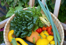 Homegrown vegetables to grow in summer