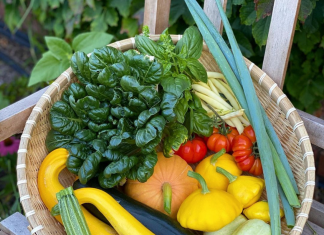 Homegrown vegetables to grow in summer