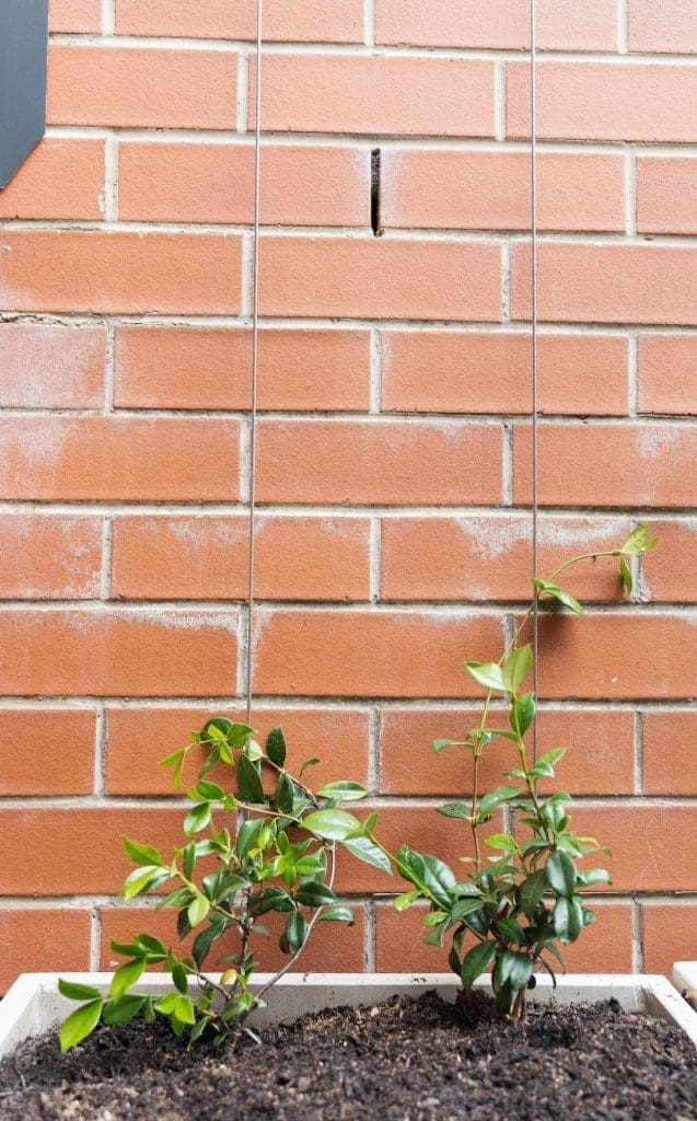 Newly planted jasmine