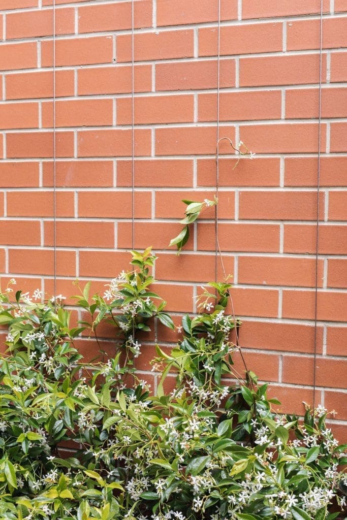 Over time the jasmine wall will grow