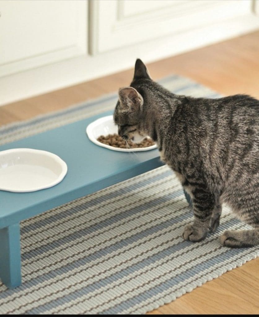 Raised cat bowl DIY project