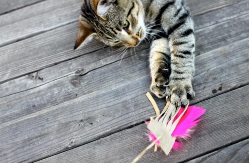 Leather and feather cat toy
