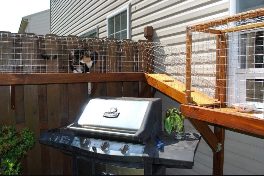 Cat run along fence