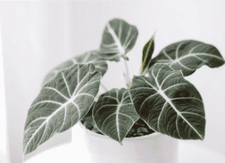 Black velvet alocasia