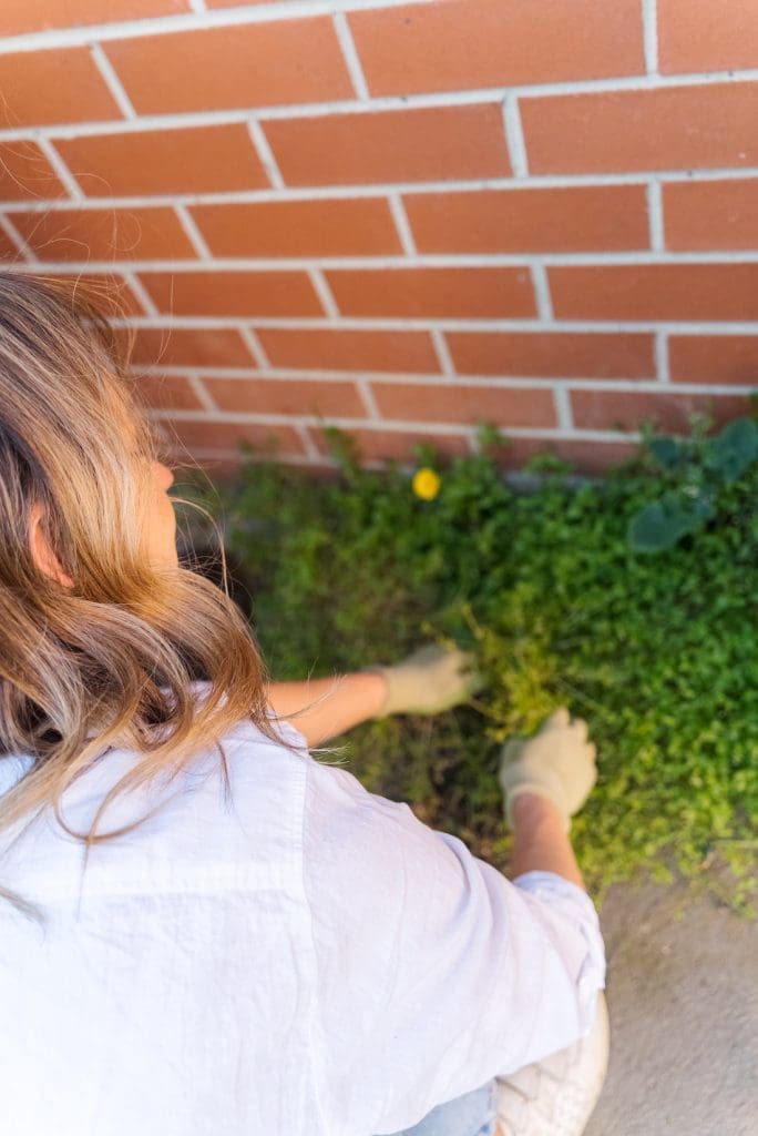 Remove weeds