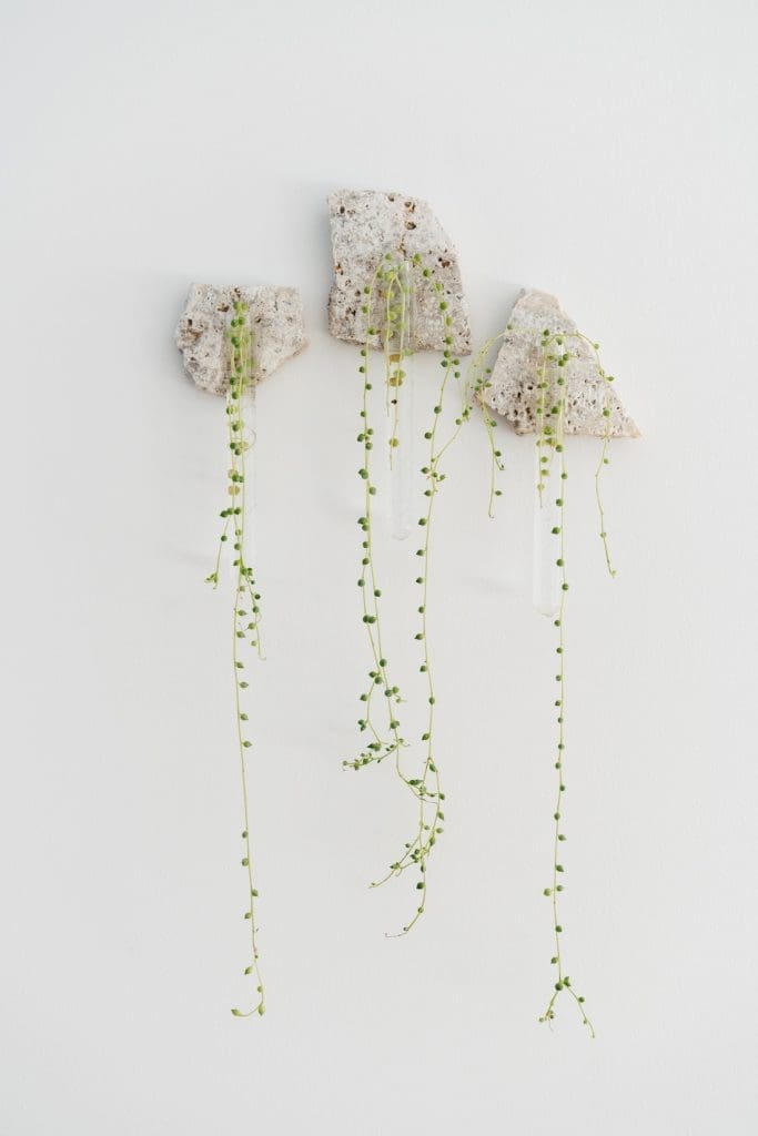 plant wall decor_propagation plant