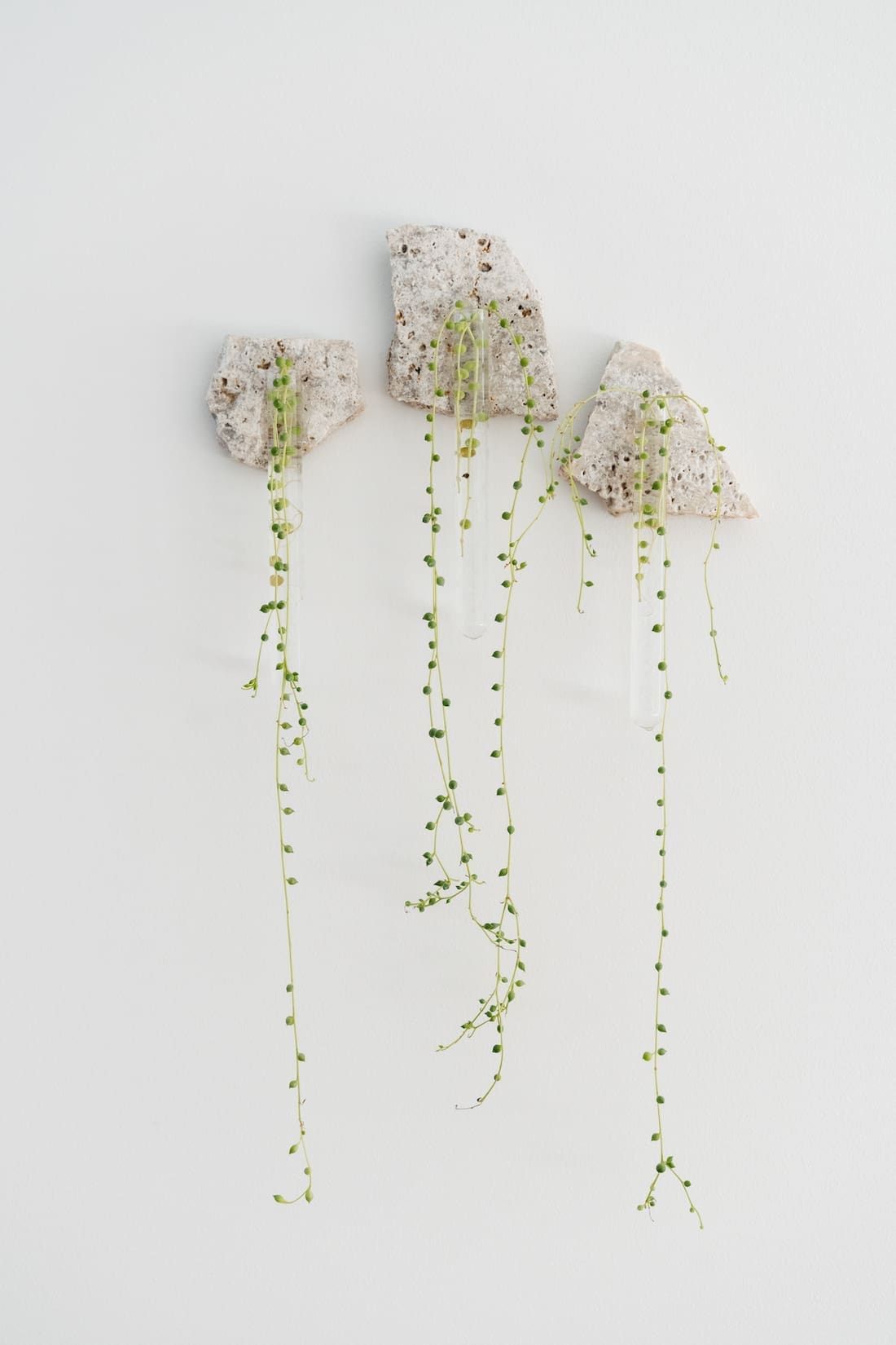 plant wall decor_propagation plant