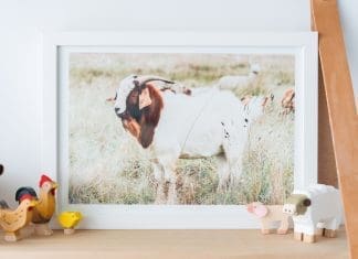 Free happy goat photography artwork