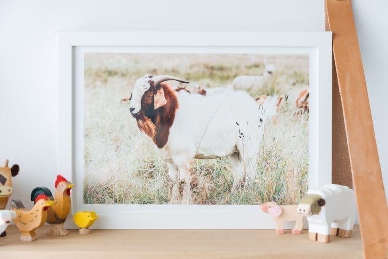 Free happy goat photography artwork
