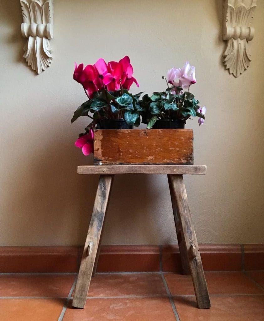 Cyclamen on hallway stool