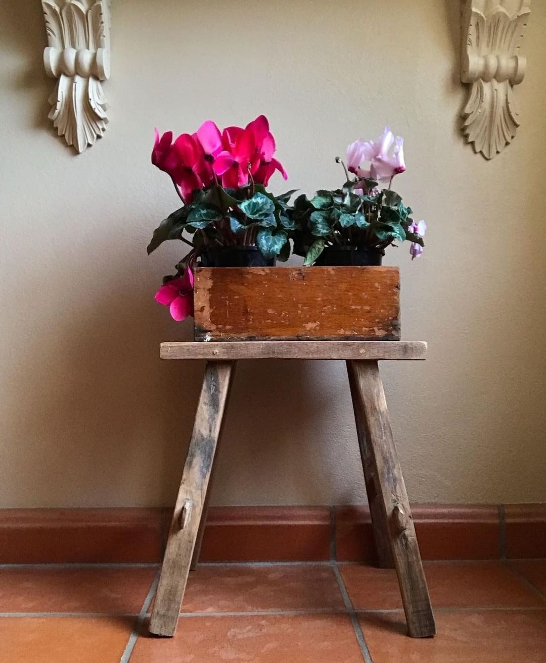 Cyclamen on hallway stool