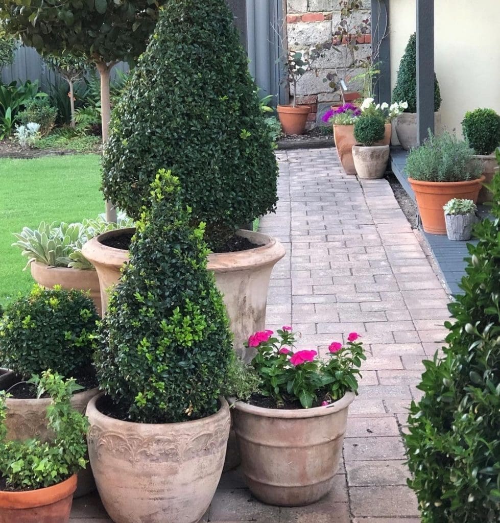 Cluster of pot plants on patio