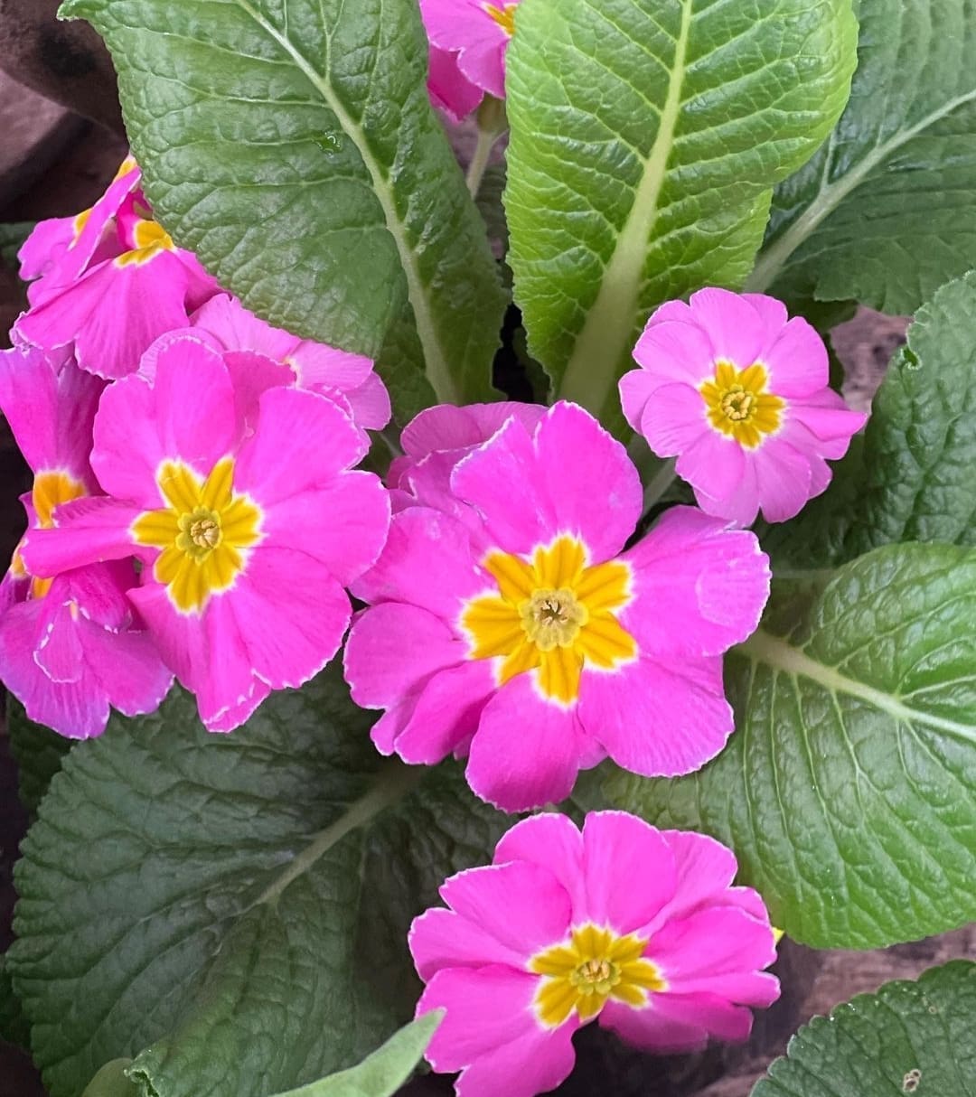 Pink and yellow primrose