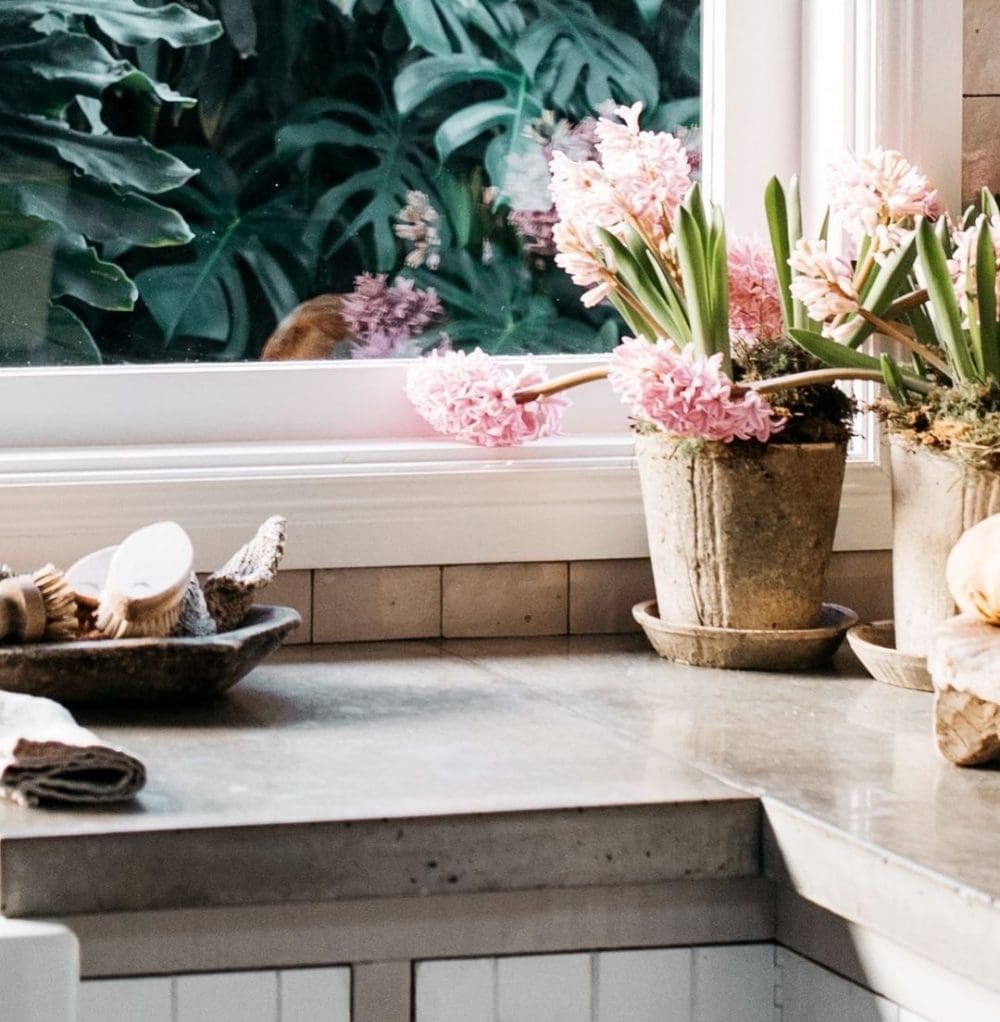 Hyacinth on kitchen bench