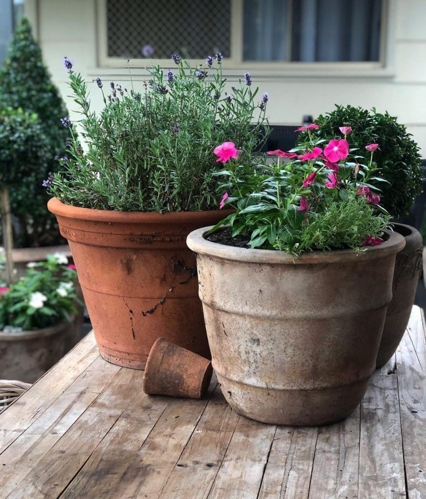 Potted colour on outdoor bench