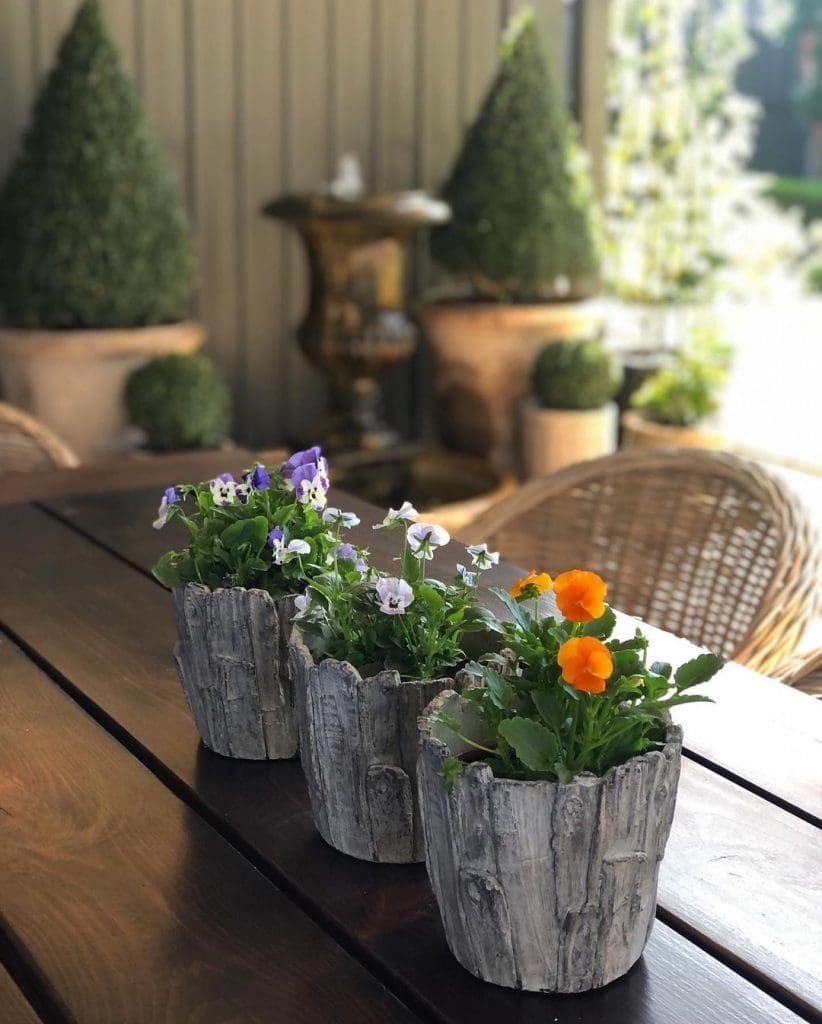 Trio of potted colour pots