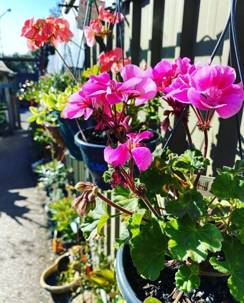 Pink geraniums in hanging baskets